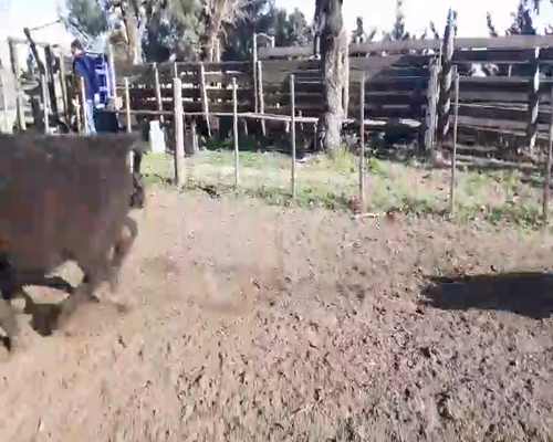 Lote 75 Novillitos en Coronel Suarez, Buenos Aires