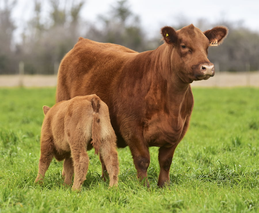 Lote VAQUILLONA PP H566