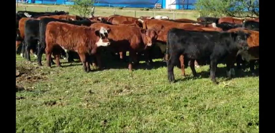 Lote 70 Terneros/as en Villaguay, Entre Ríos