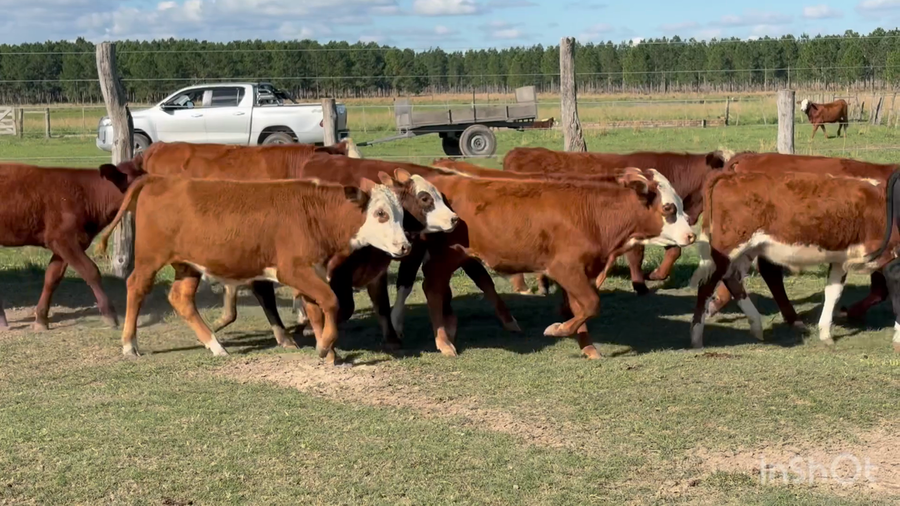 Lote 123 Terneros en Corrientes, Concepción