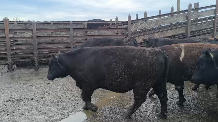 Lote 20 Novillo Gordo en Los Ángeles, VIII Región Biobío