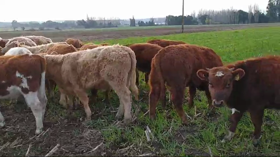 Lote 80 Ternero