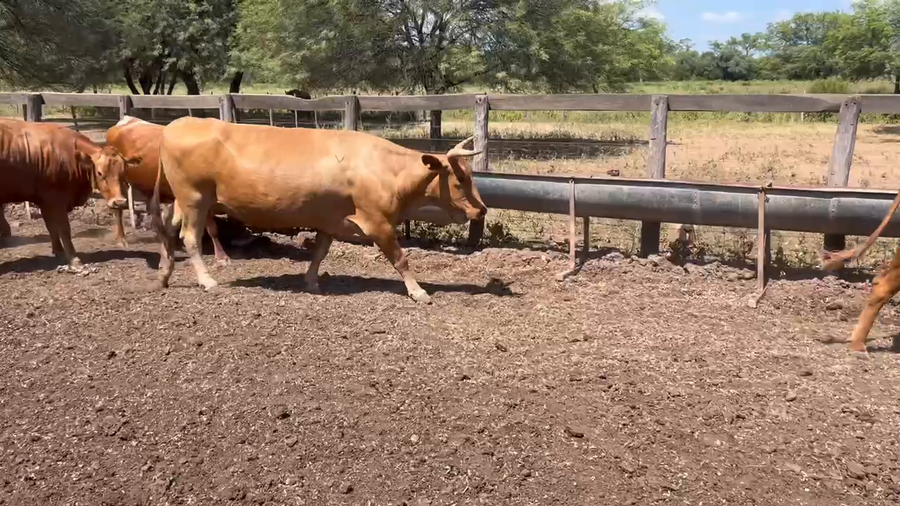 Lote 30 Toros de invernar en Juan José Castelli, Chaco