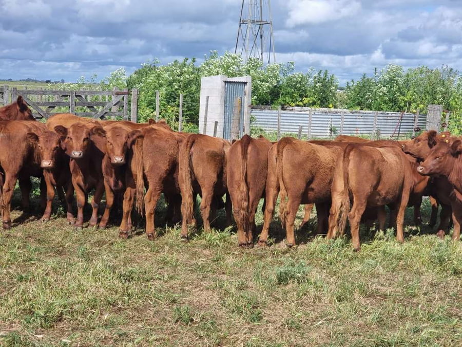 Lote 40 Vaquillonas P/ entorar en Olavarría, Buenos Aires