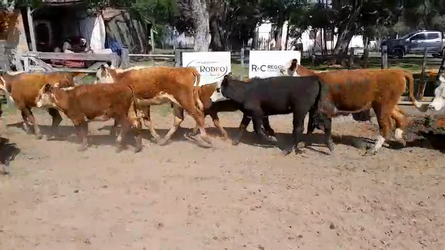 Lote 66 Terneras