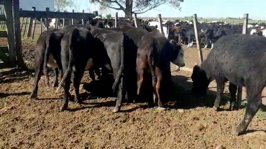 Lote 8 Terneras ANGUS Y CRUZAS a remate en Pantalla Camy Mayo - Desde La Cuenca 210kg - , San José