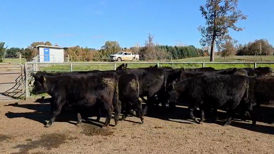 Lote 57 Ternera en Osorno, X Región Los Lagos
