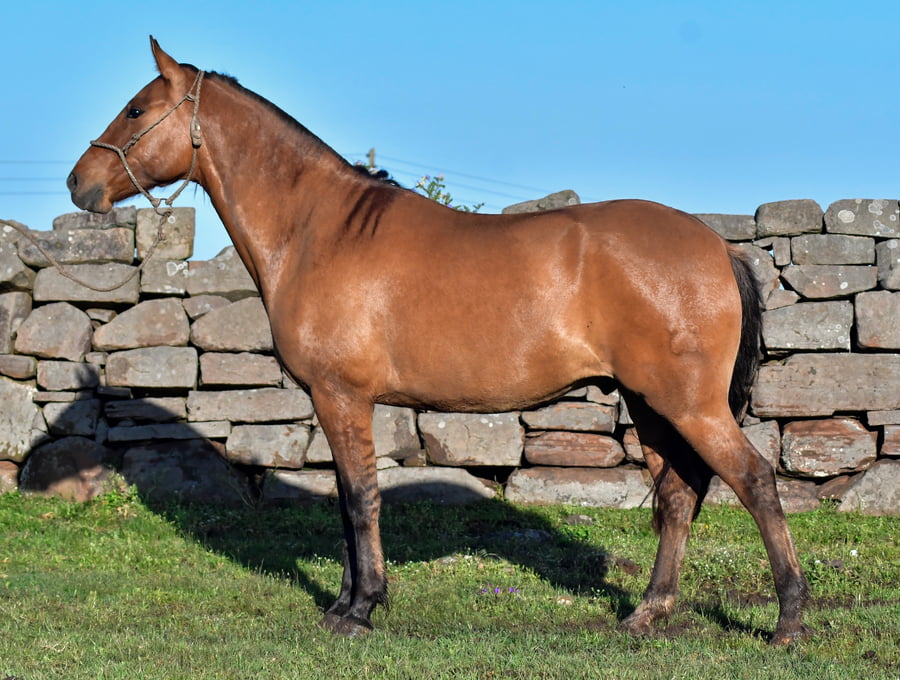 Lote Picante La Ceferina