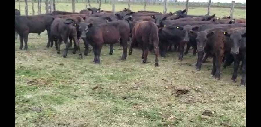 Lote 60 Terneros en Villaguay, Entre Ríos