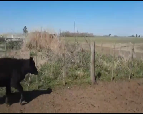 Lote 45 Terneras en Navarro, Buenos Aires