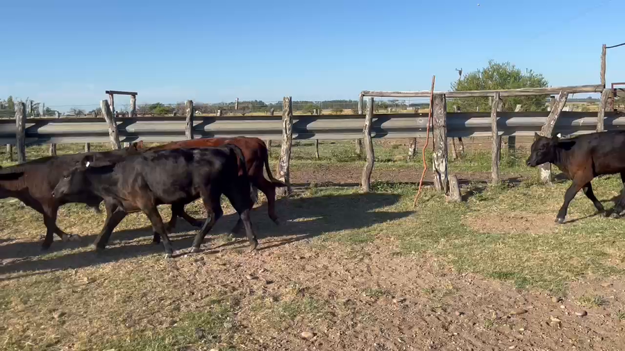 Lote 14 Terneros/as en Corrientes, Monte Caseros