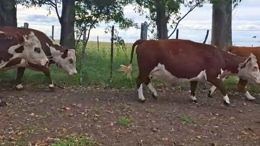 Lote VACAS PREPARADAS