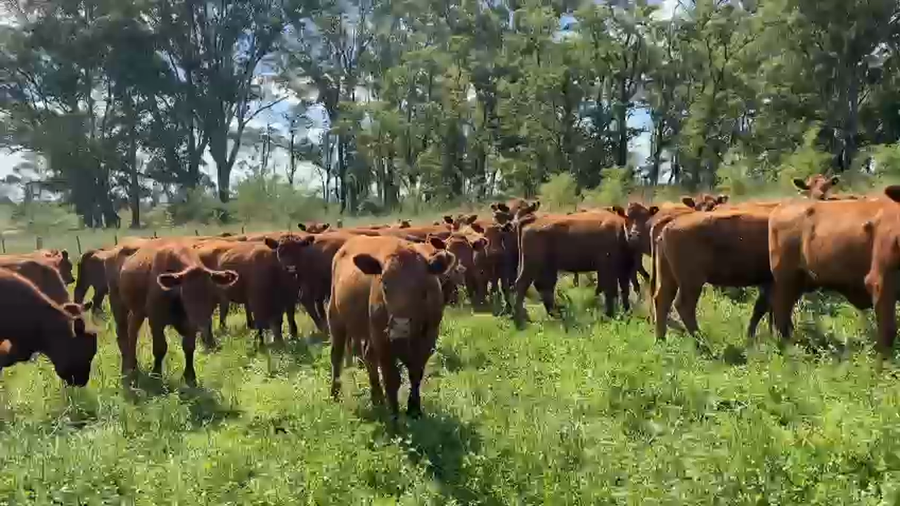 Lote 48 Vaquillonas P/ Servicio