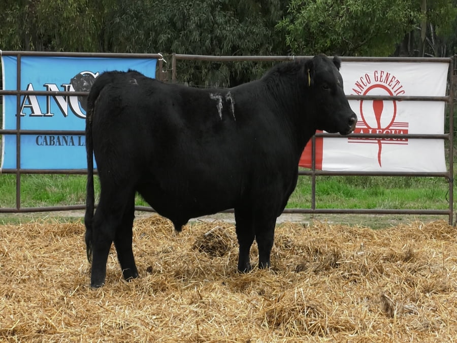 Lote TOROS ANGUS NEGROS PC