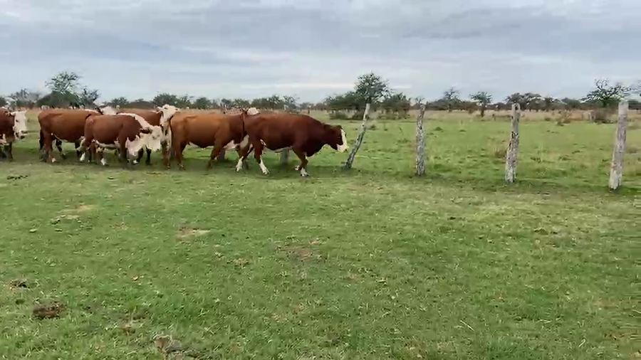 Lote 34 Vientres de Curuzu en Corrientes, Curuzu Cuatia