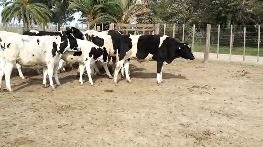 Lote 100 Novillitos Holando Argentino en Col. Bicha, Santa Fe