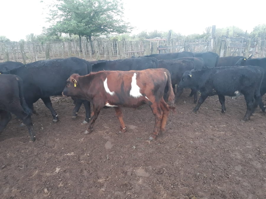 Lote 75 Terneros 150kg - , Mendoza