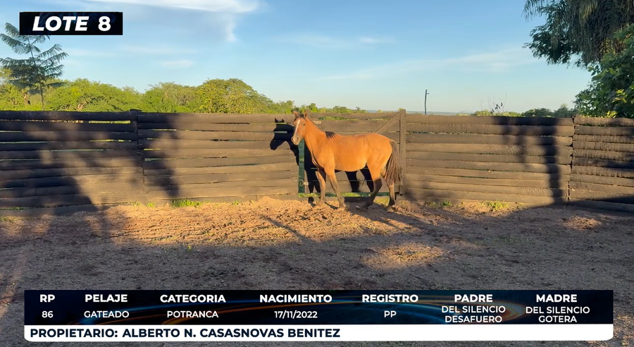 Lote LOTE 8 - DE CAMPO