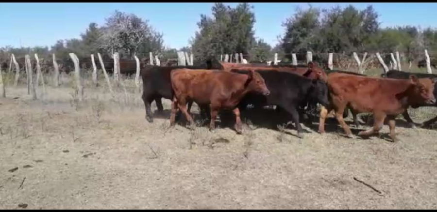 Lote 140 Terneros/as en Villaguay, Entre Ríos