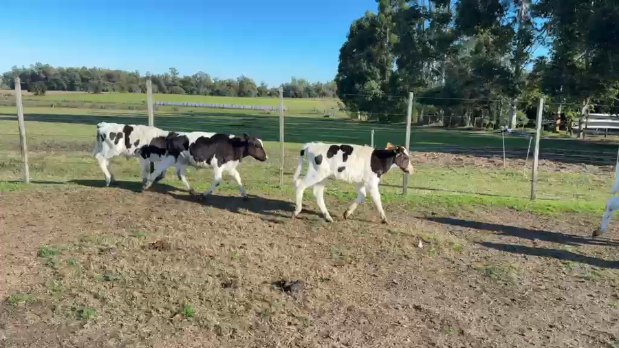 Lote TERNEROS