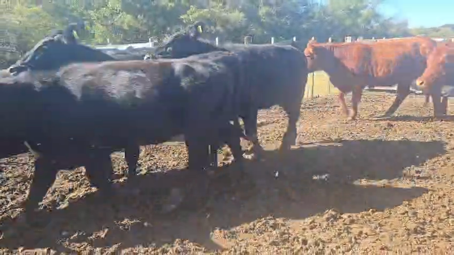 Lote 28 Vaquillonas P/ entorar