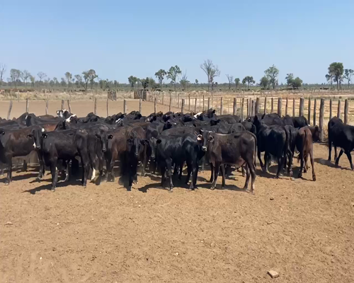 Lote 80 Novillitos en Bandera, Santiago del Estero