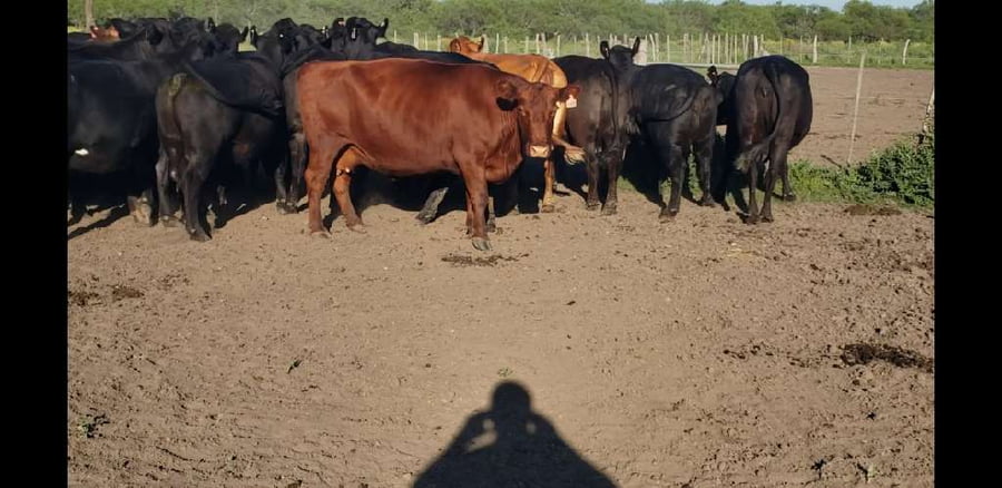 Lote 30 Vacas  en Entre Ríos, Villaguay