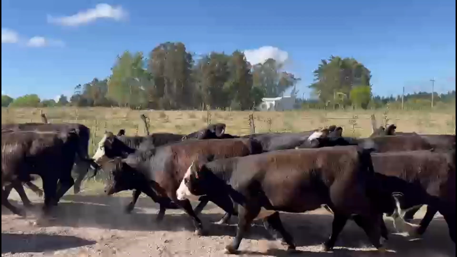 Lote 90 Vaquillonas 1 a 2 años en Sauce, Canelones
