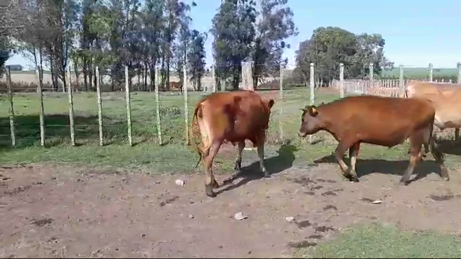 Lote (Vendido)4 Novillos 1 a 2 años JERSEY a remate en #49 Pantalla Carmelo 310kg -  en RUTA 50 KM. 12,500