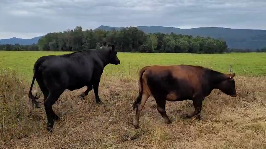 Lote 47 Vaquilla Gorda en Curacautín, IX Región Araucanía