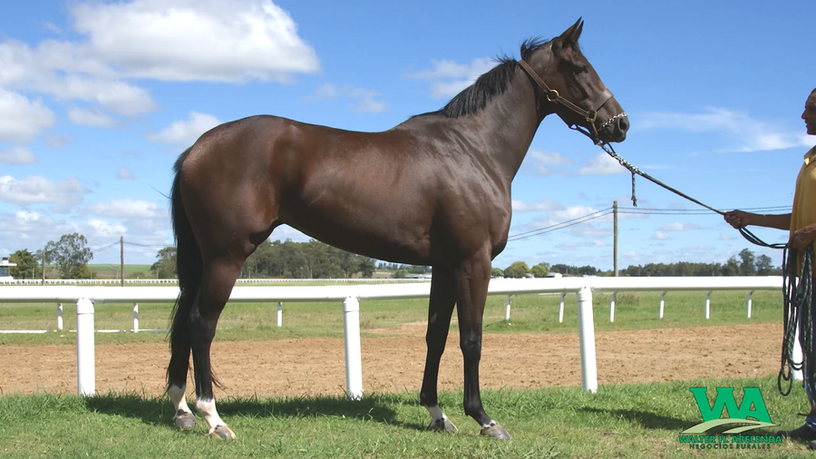 Lote JEFA DELA BANDA