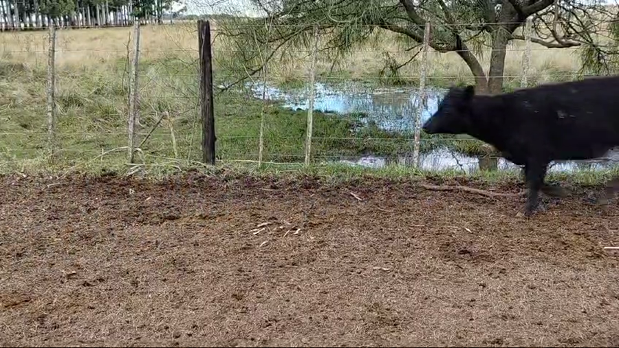 Lote 80 Terneros/as en Magdalena, Buenos Aires