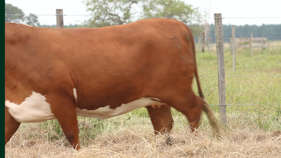 Lote 5 Vaquillonas preñadas