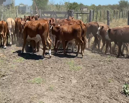 Lote 70 Terneros/as en Durazno, Entre Ríos