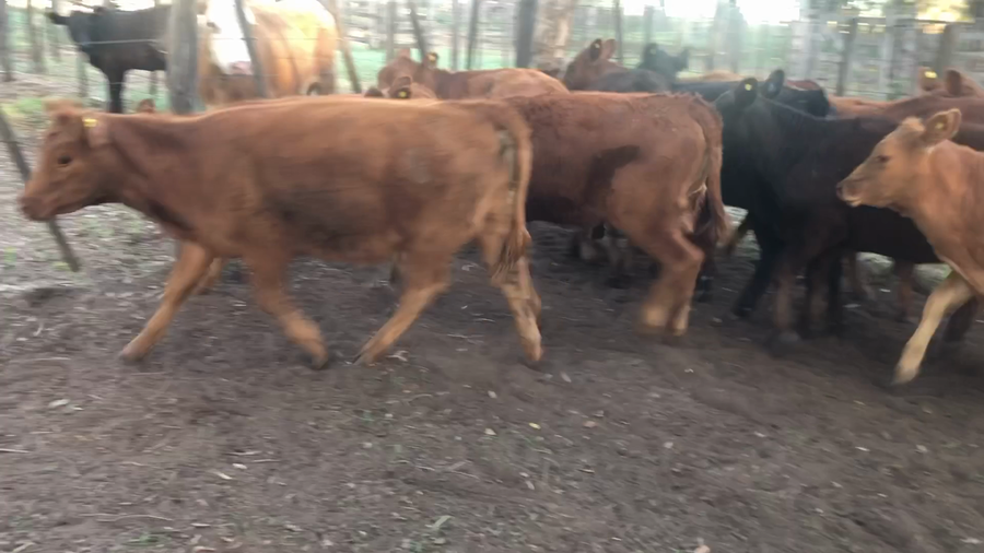 Lote 11 Terneras en Daireaux, Buenos Aires