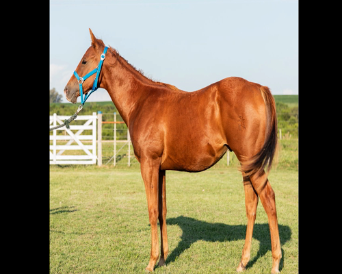 Lote AB MISTER SANDY DOC