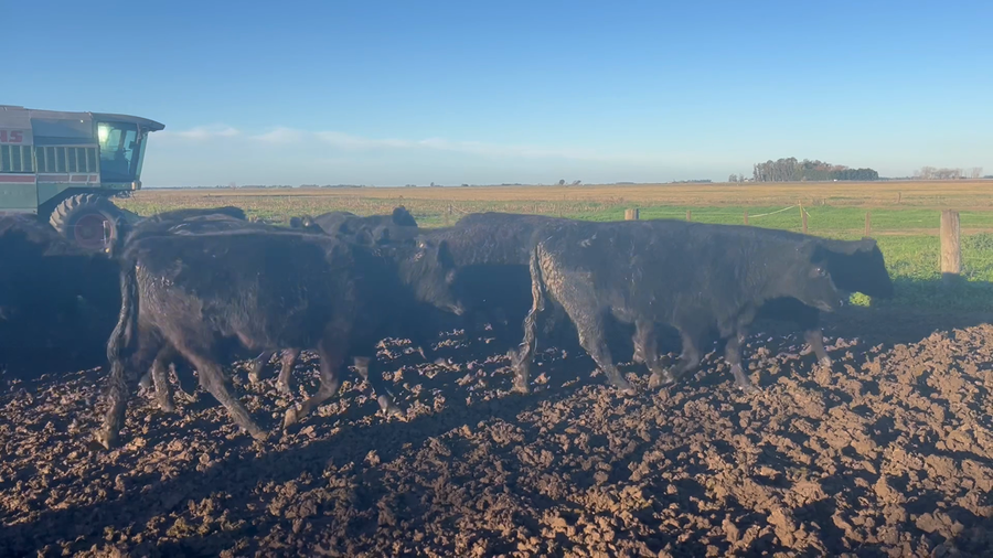 Lote 20 Vaquillonas preñadas