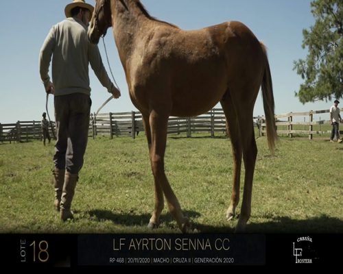 Lote LF AYRTON SENNA CC