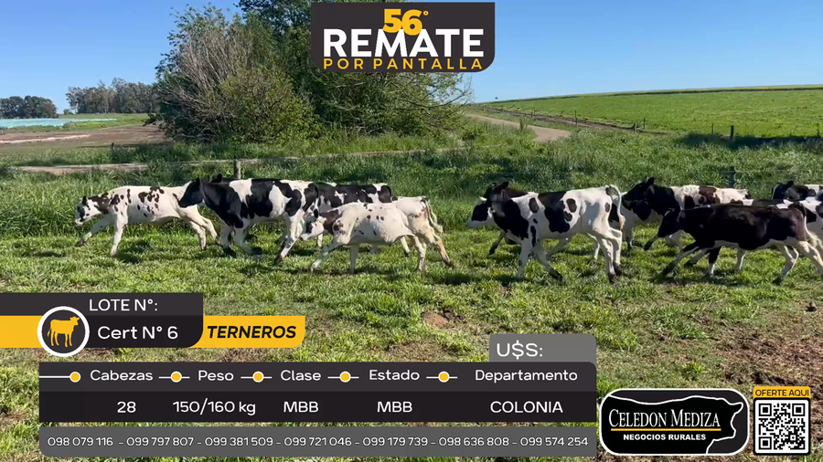 Lote 28 Terneros en Colonia