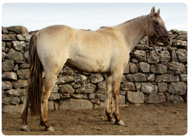 Lote Centella Gaitera