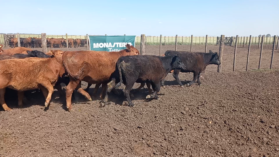 Lote 47 Terneras en Benito Juárez