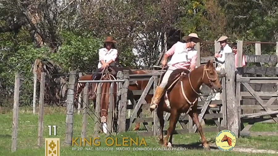 Lote King Olena