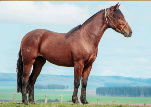 Lote ARMONIOSA 416 DE LA CASILLA