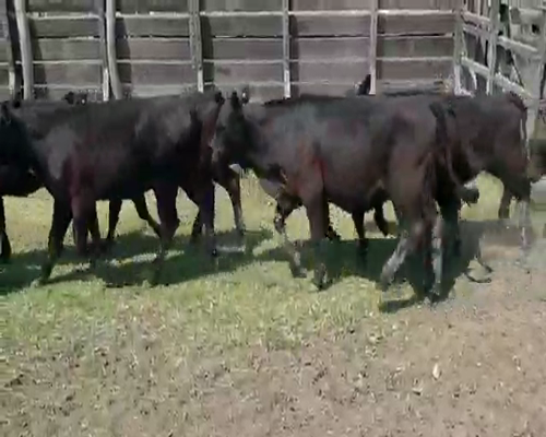 Lote 20 Terneros/as en Villaguay, Entre Ríos