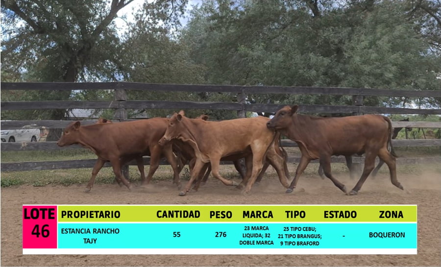 Lote LOTE 46 - 55 VAQUILLAS CBO 1 - CBO 0