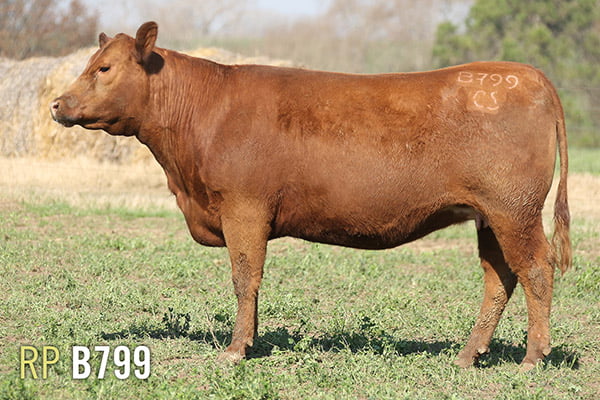 Lote 4 VAQUILLONAS PREÑADAS PURAS DE PEDIGREE