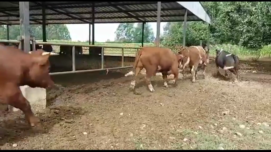 Lote 20 Novillo Gordo en Paillaco, XIV Región Los Ríos