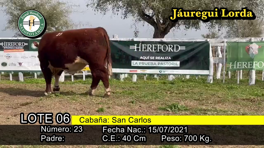Lote TORO