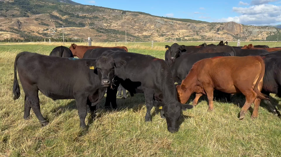 Lote 50 Novillo Engorda en Coyhaique, XI Región Aysén