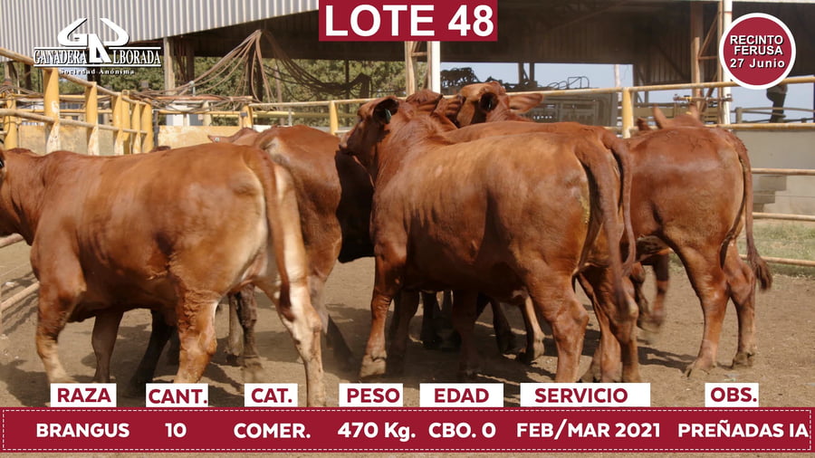 Lote Reproductores de Alborada - Lote 48
